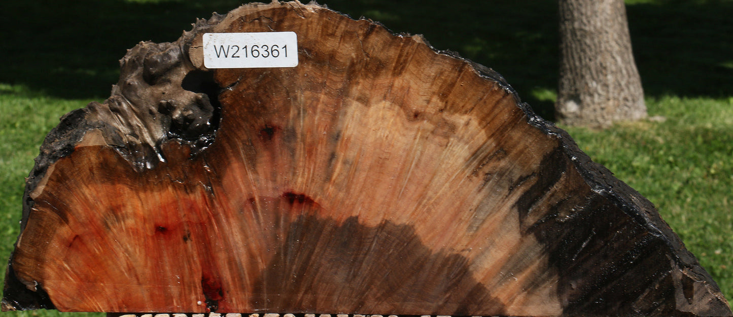 Extra Fancy Madrone Burl Live Edge Slice