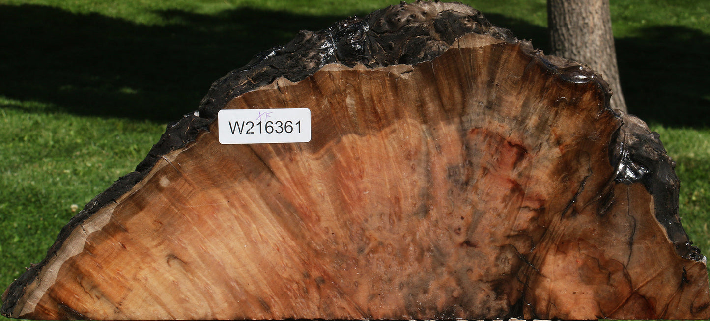 Extra Fancy Madrone Burl Live Edge Slice