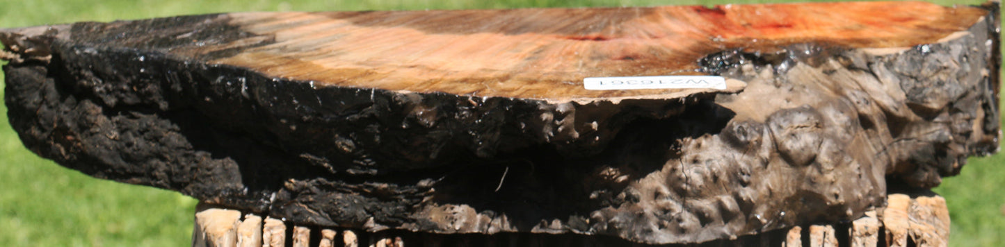 Extra Fancy Madrone Burl Live Edge Slice