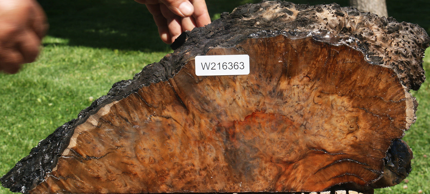 Extra Fancy Madrone Burl Live Edge Slice