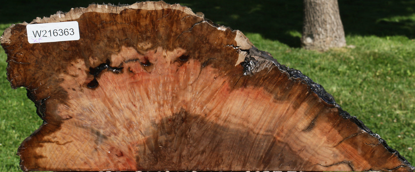 Extra Fancy Madrone Burl Live Edge Slice