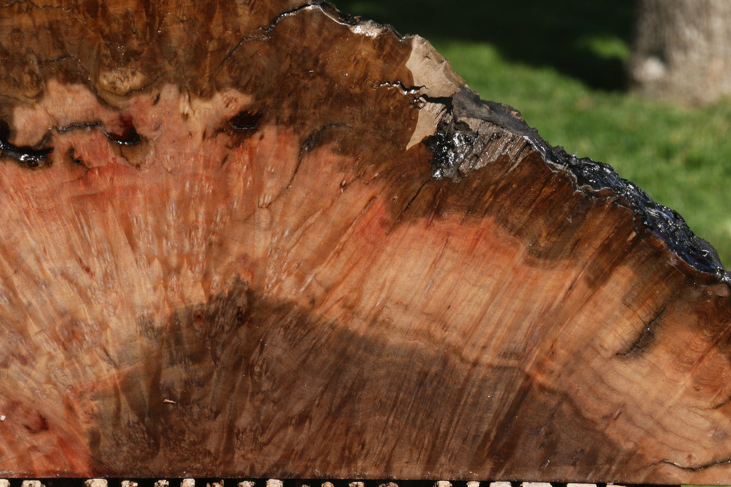 Extra Fancy Madrone Burl Live Edge Slice