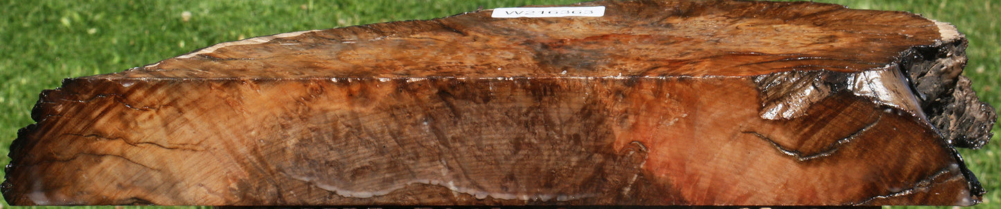 Extra Fancy Madrone Burl Live Edge Slice