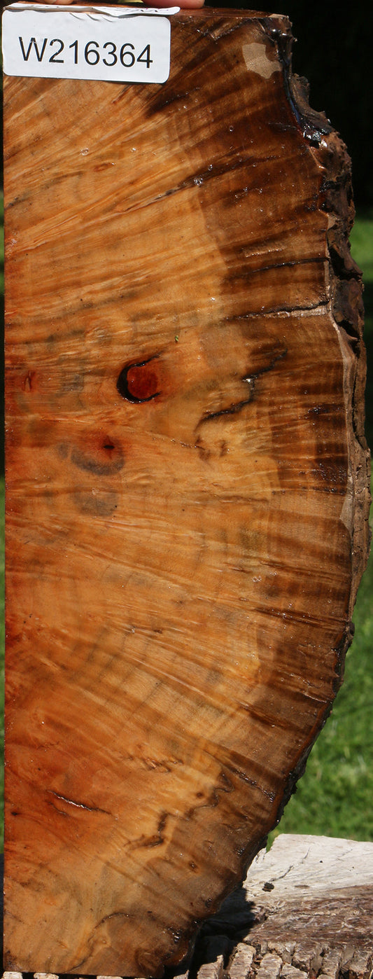 Extra Fancy Rustic Madrone Burl Live Edge Turning Blank