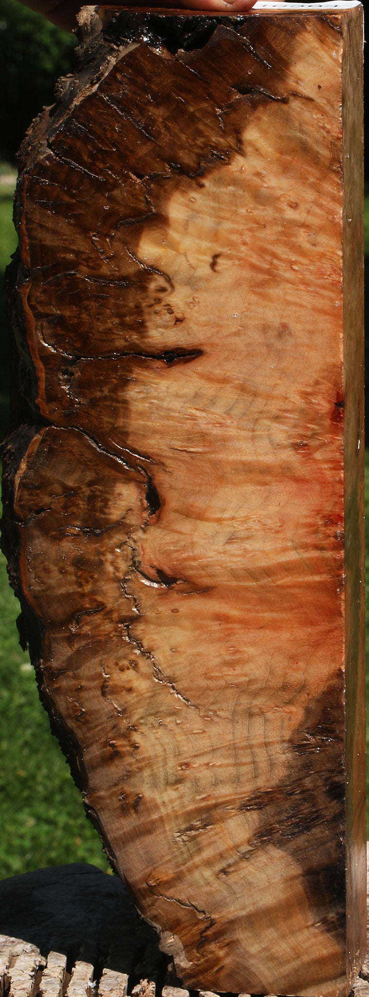 Extra Fancy Rustic Madrone Burl Live Edge Turning Blank