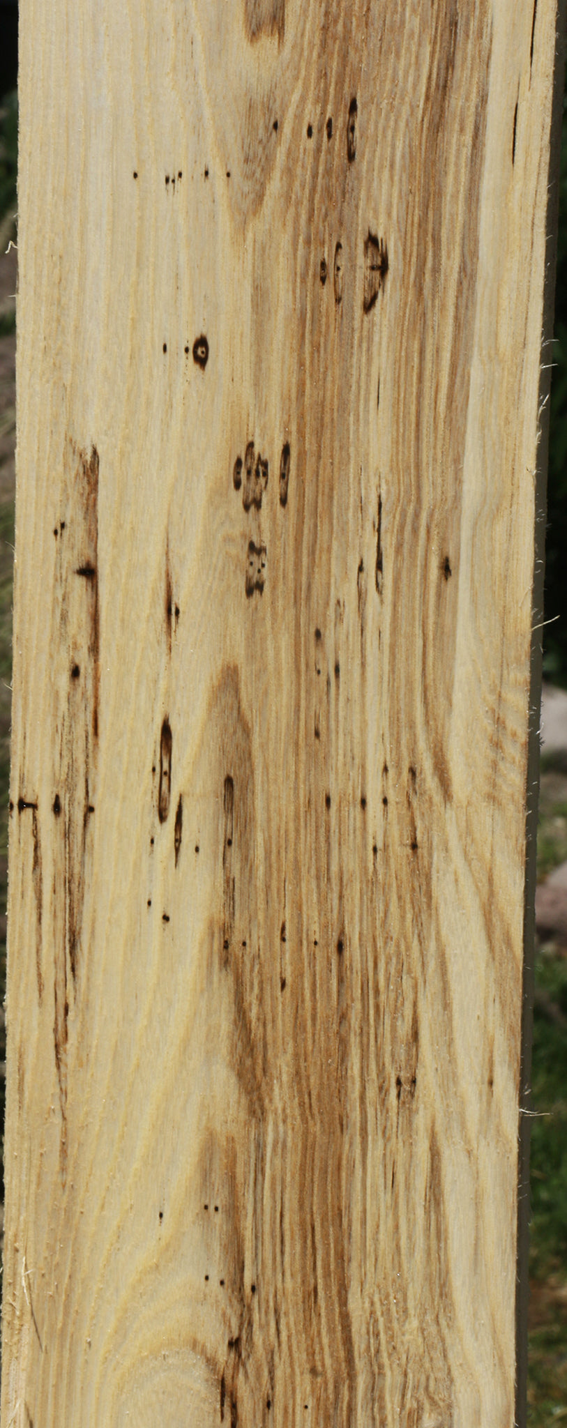 Extra Fancy Spalted Hackberry Lumber