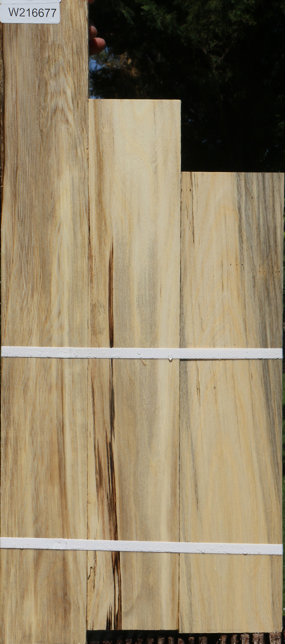 Spalted Hackberry Lumber 3 Pack