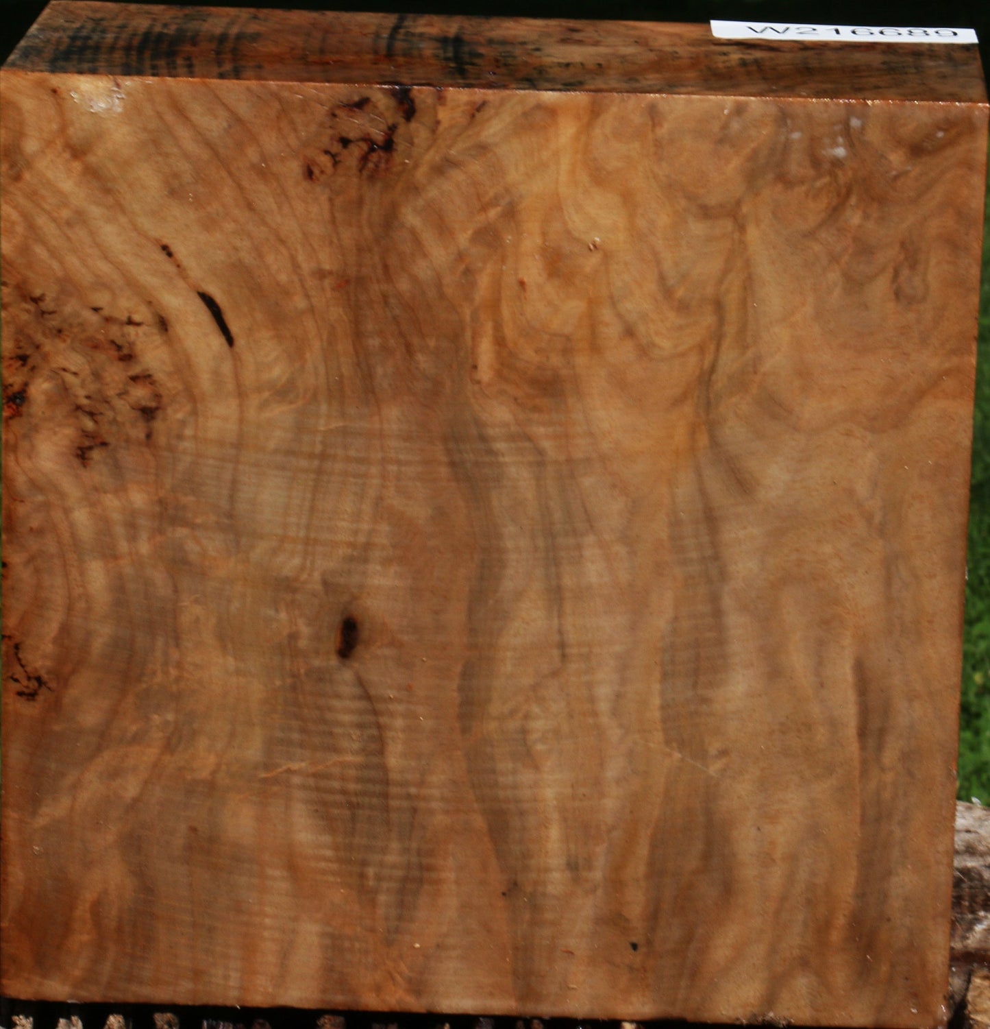 Extra Fancy Australian Eucalyptus Burl Bowl Blank