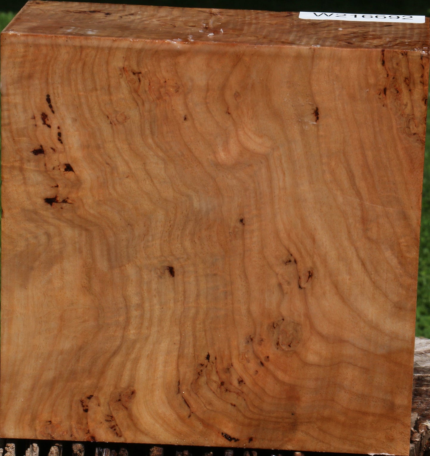 Extra Fancy Australian Eucalyptus Burl Bowl Blank