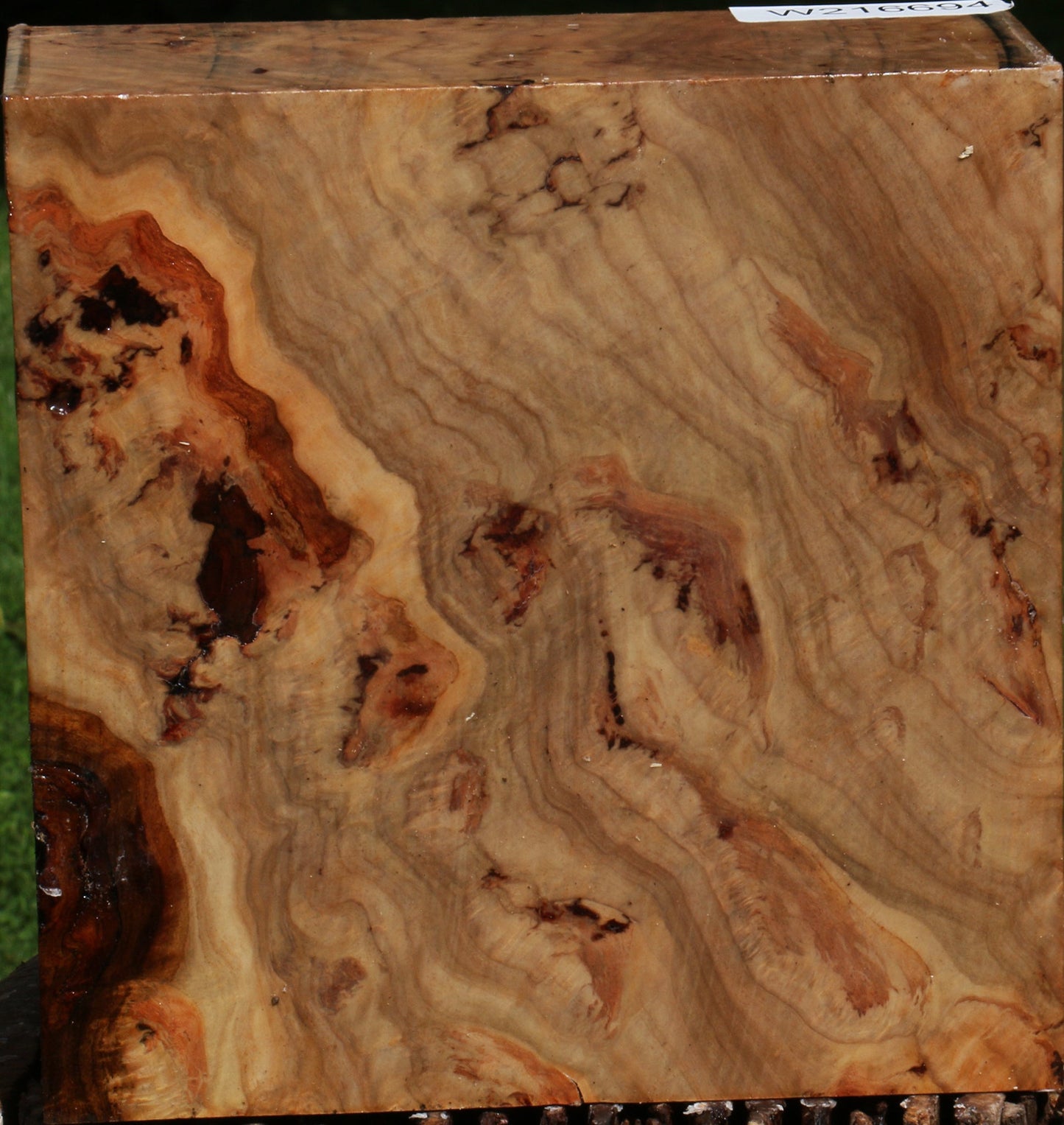 Extra Fancy Australian Eucalyptus Burl Bowl Blank