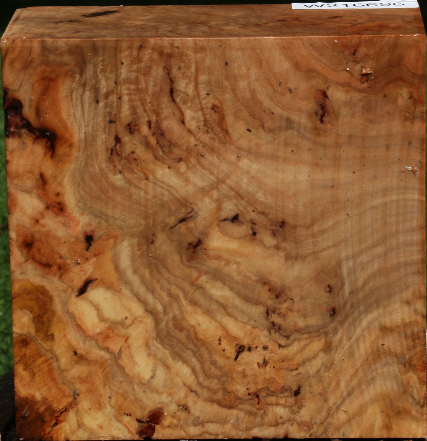 Extra Fancy Australian Eucalyptus Burl Bowl Blank