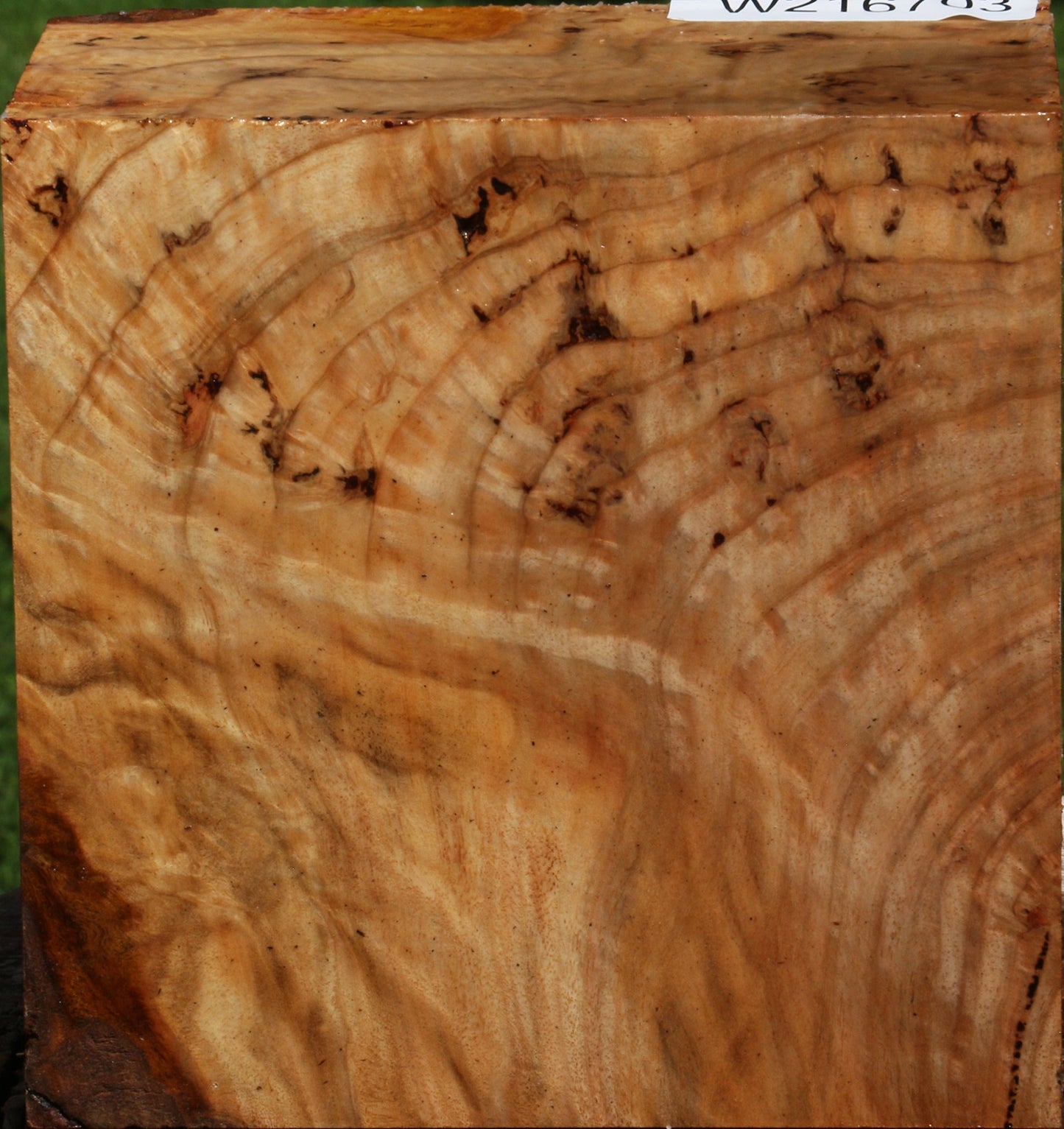 Extra Fancy Australian Eucalyptus Burl Bowl Blank