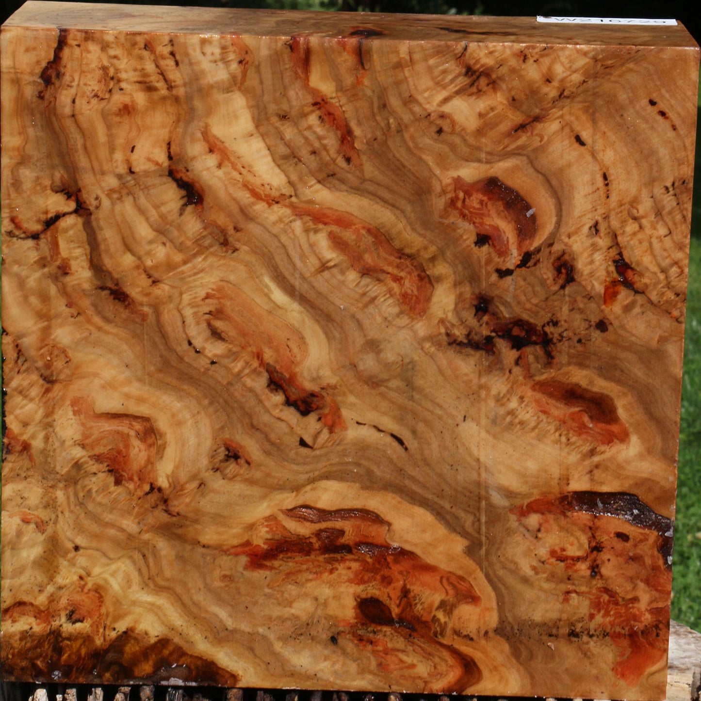 Extra Fancy Australian Eucalyptus Burl Bowl Blank