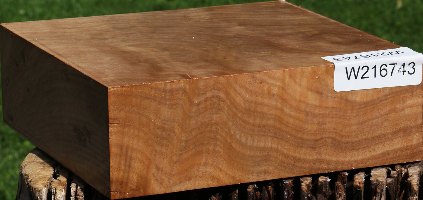 Extra Fancy Australian Eucalyptus Burl Bowl Blank