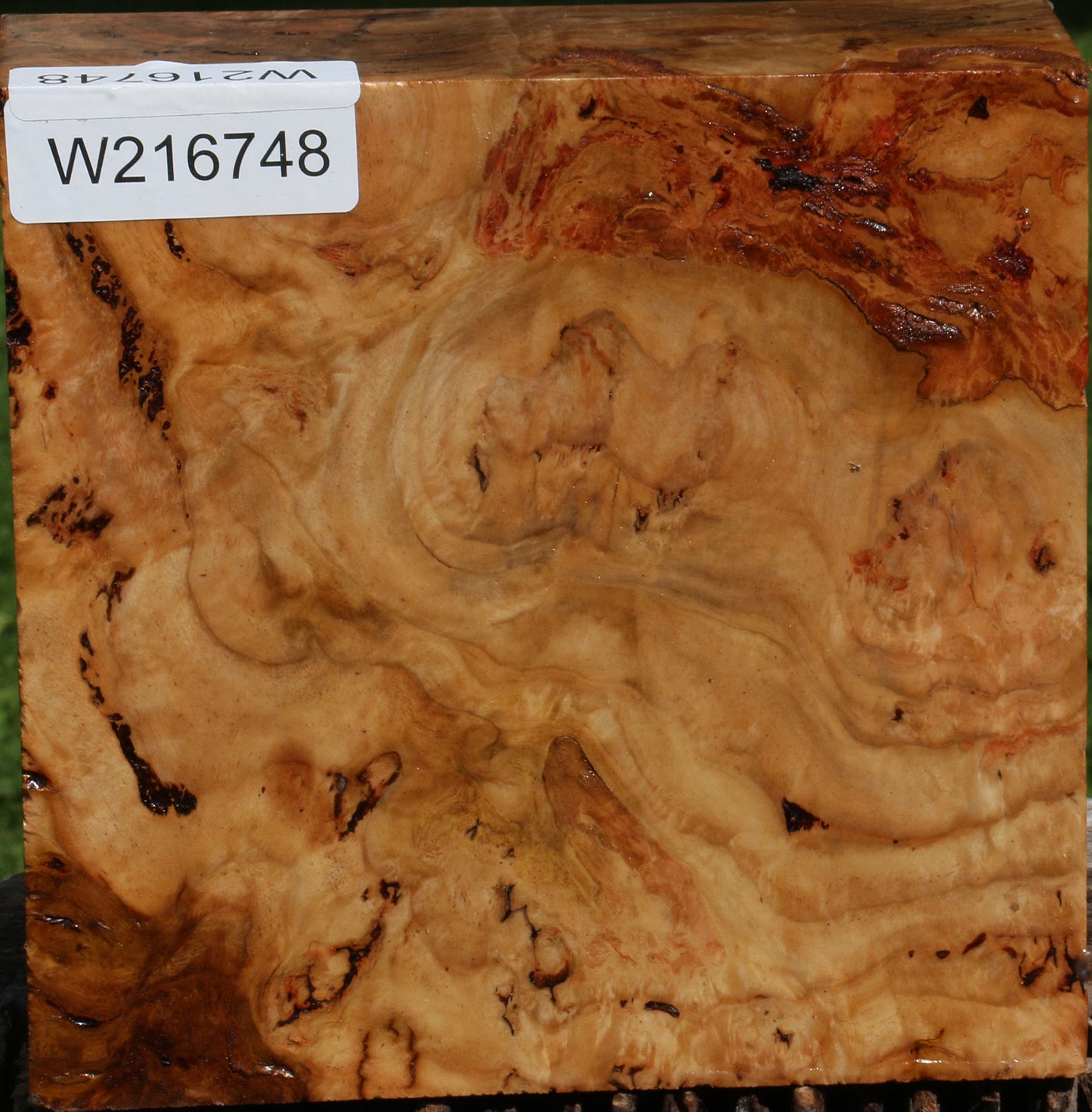 Extra Fancy Australian Eucalyptus Burl Bowl Blank