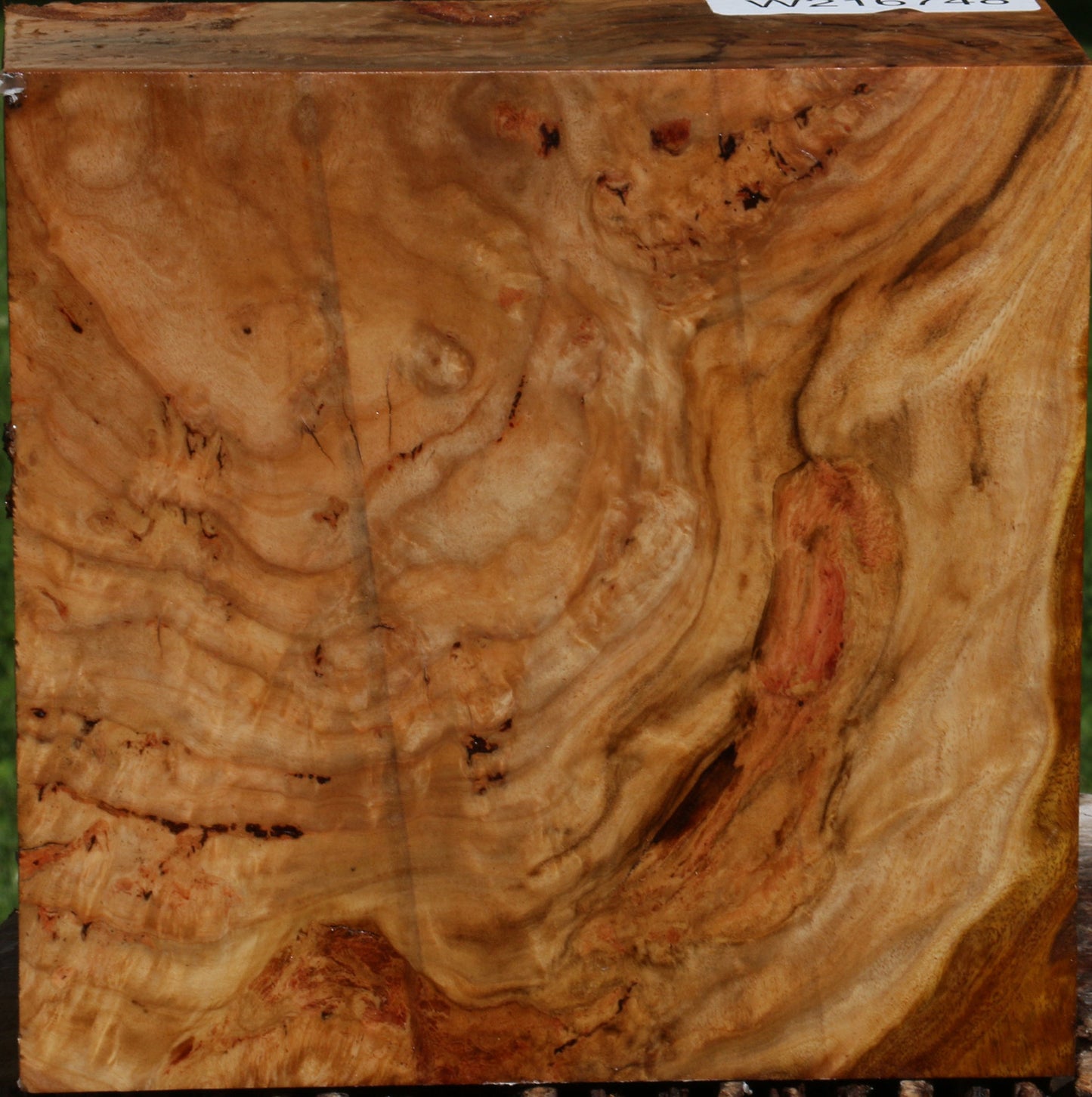 Extra Fancy Australian Eucalyptus Burl Bowl Blank