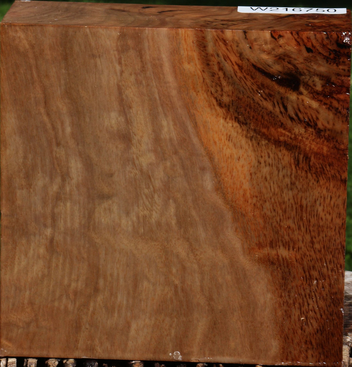 Australian Eucalyptus Burl Bowl Blank