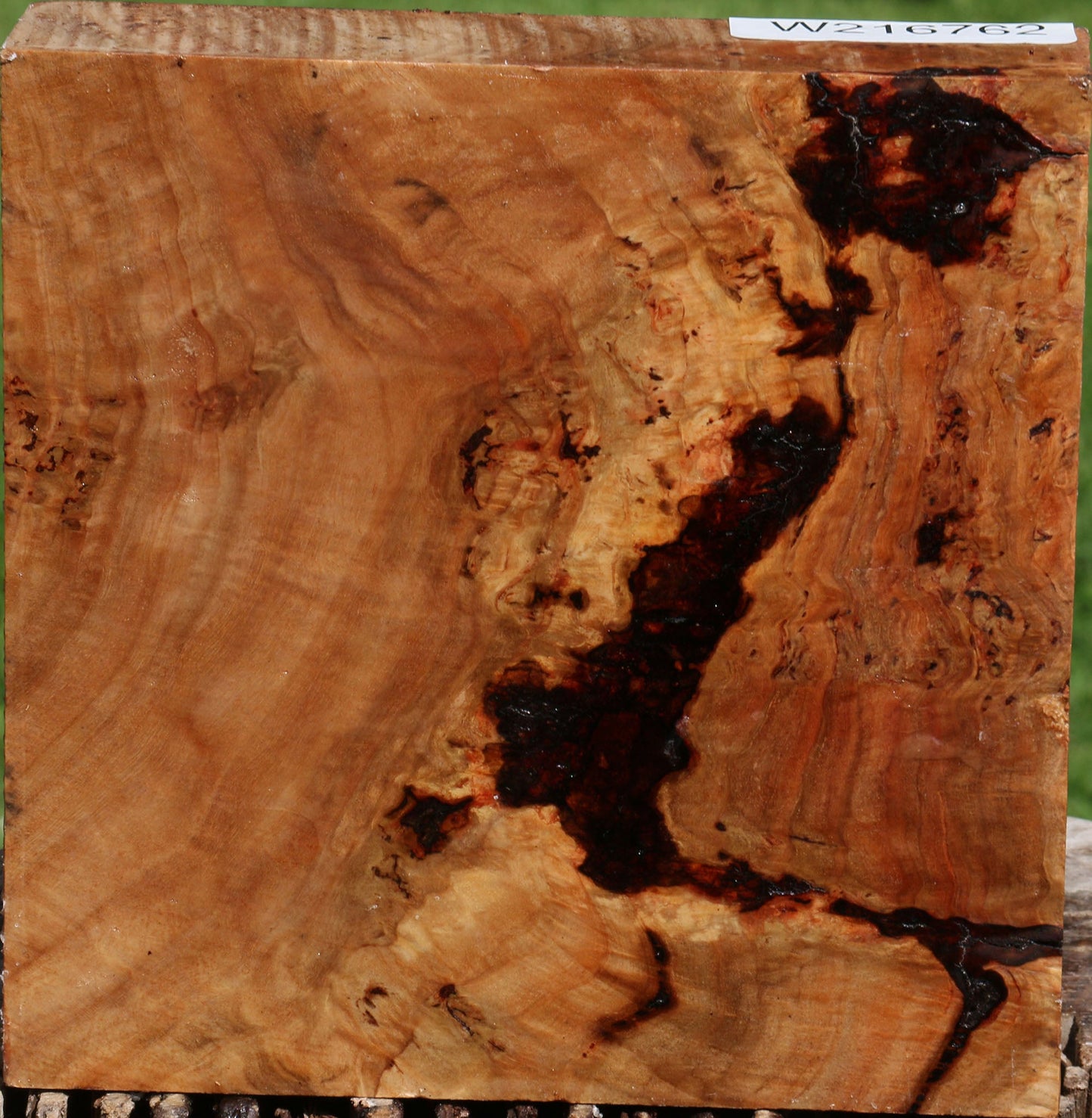 Australian Eucalyptus Burl Bowl Blank