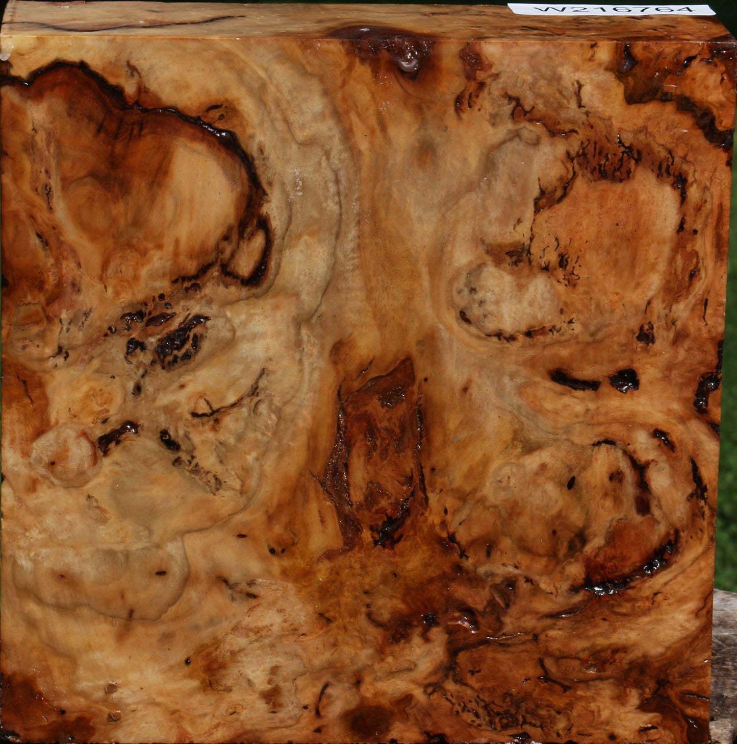 Extra Fancy Australian Eucalyptus Burl Bowl Blank