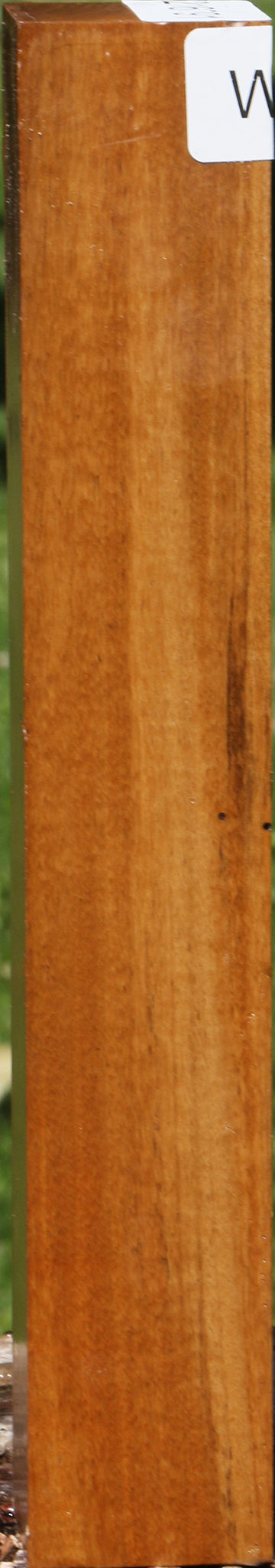 African Bog Birch Turning Square