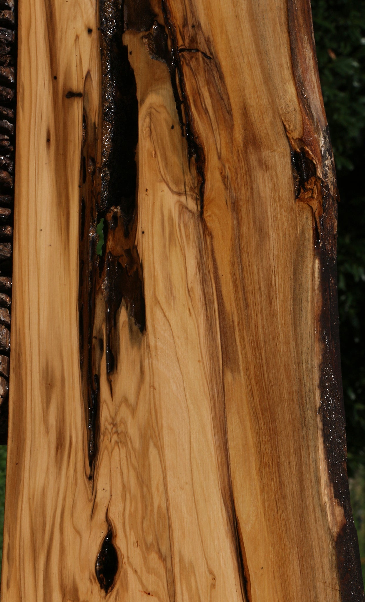 Rustic Italian Olive Live Edge Lumber