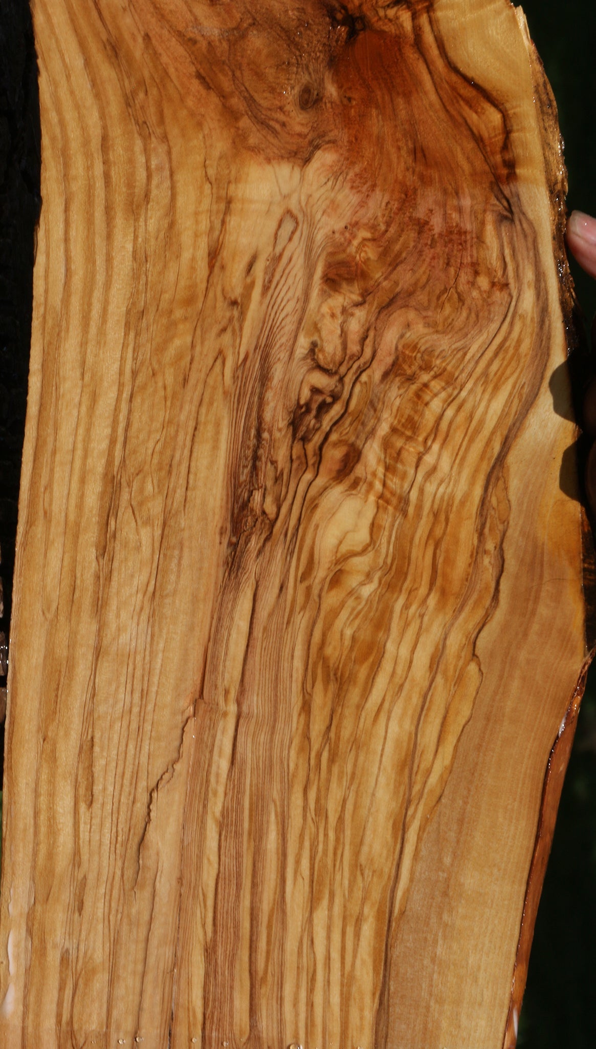 Extra Fancy Italian Olive Live Edge Lumber