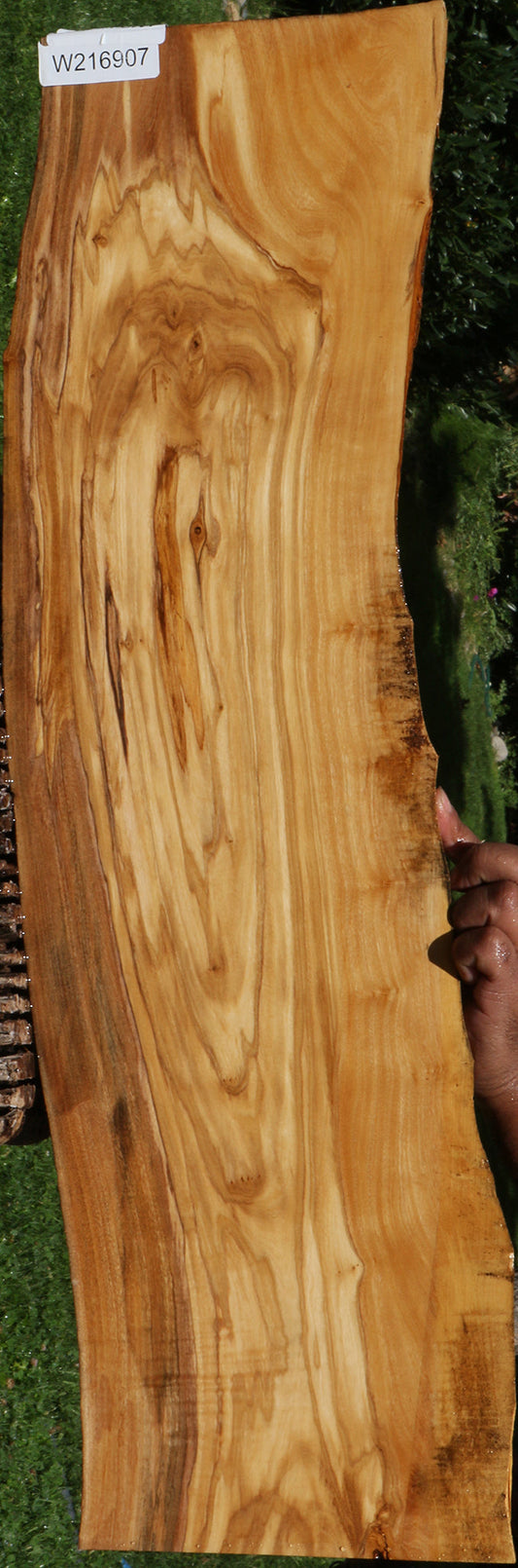 Figured Italian Olive Live Edge Lumber