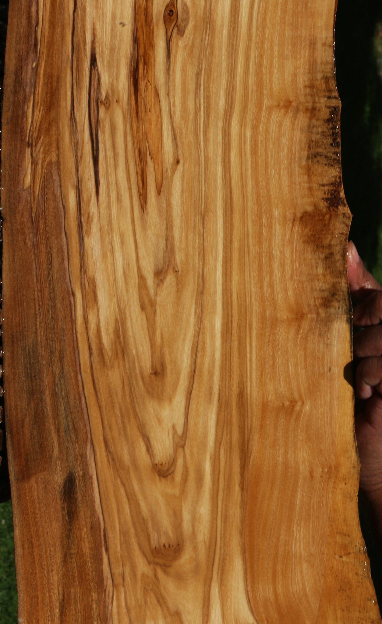 Figured Italian Olive Live Edge Lumber