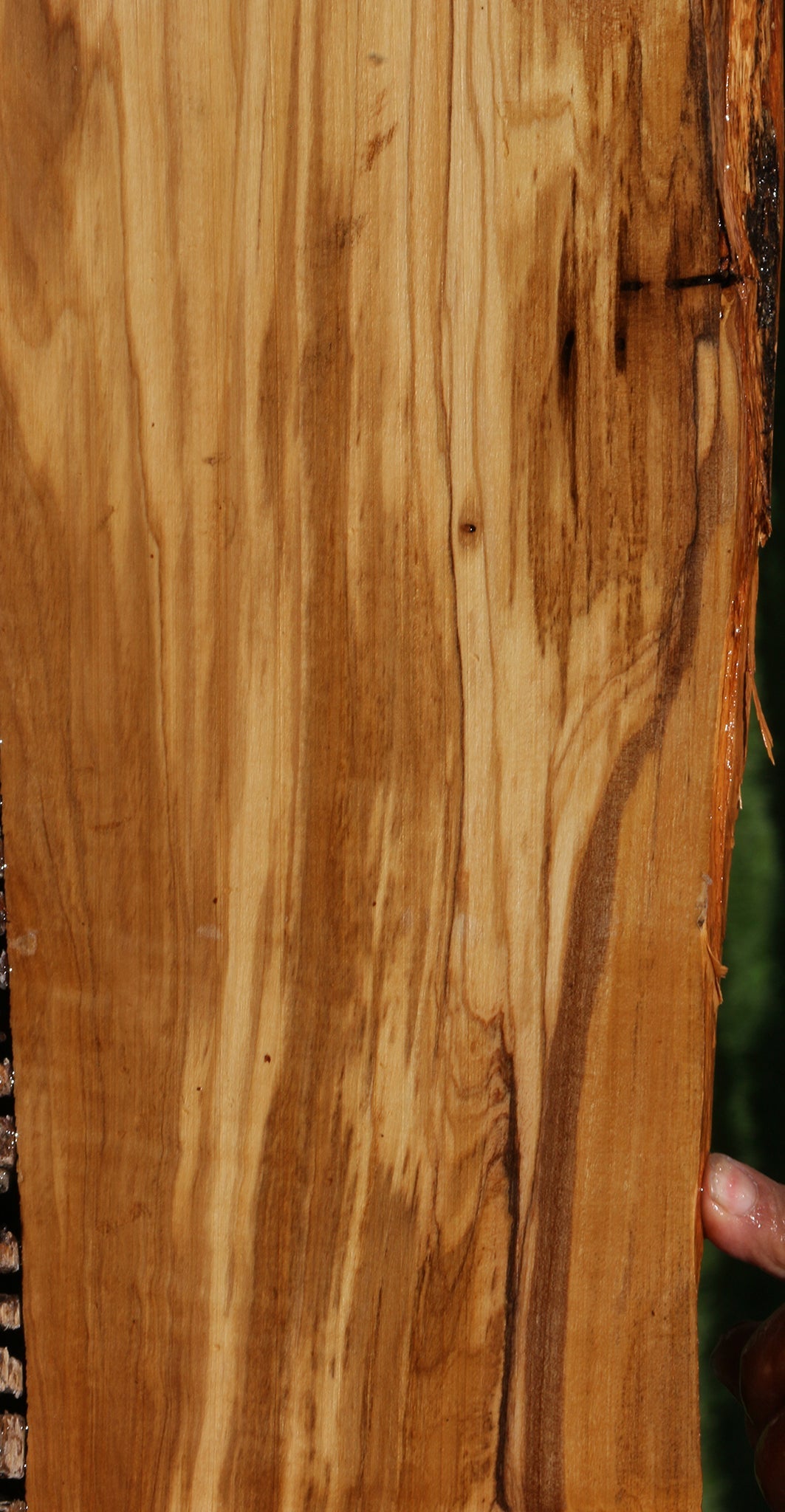 Italian Olive Live Edge Lumber