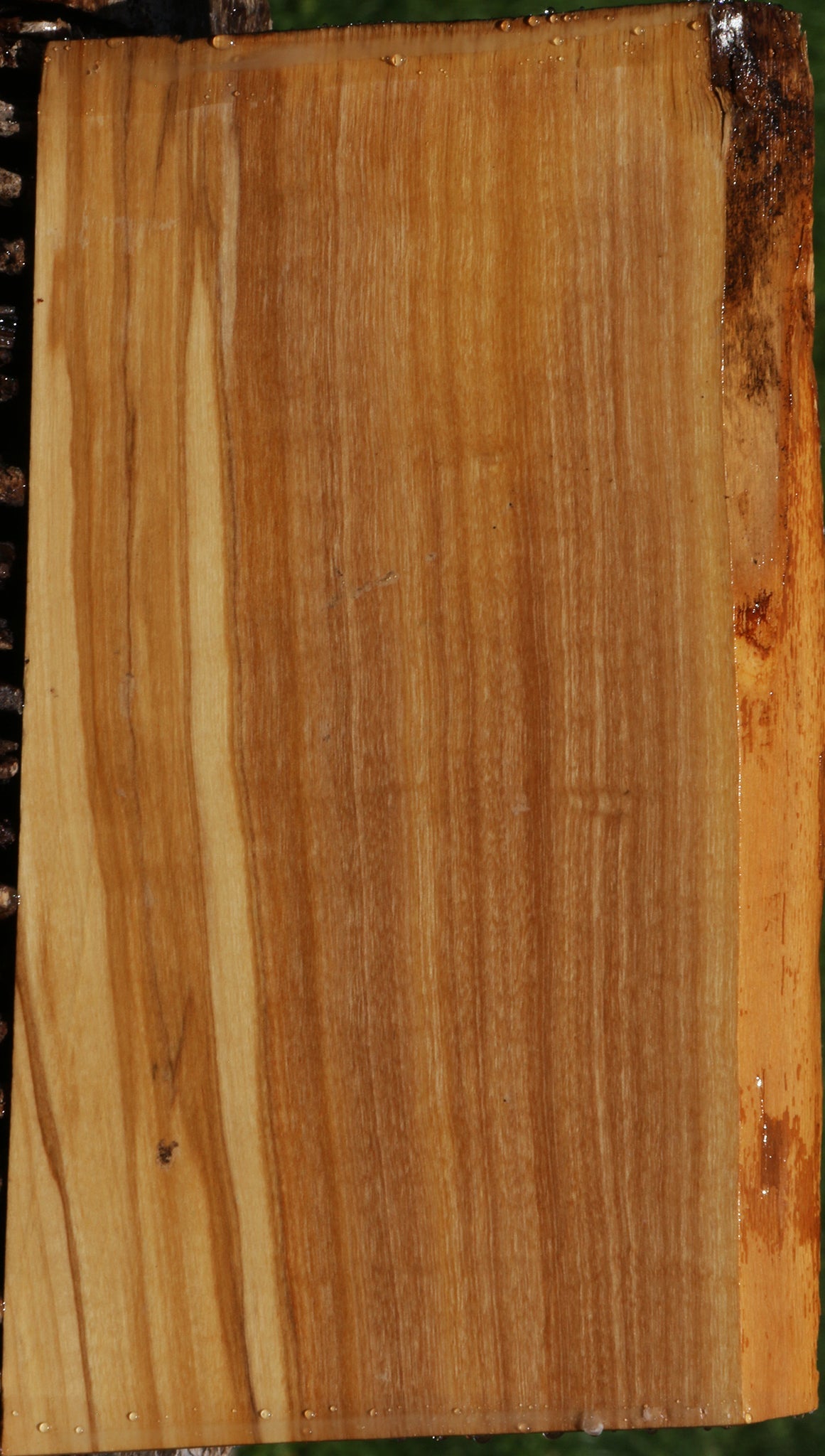 Italian Olive Live Edge Lumber