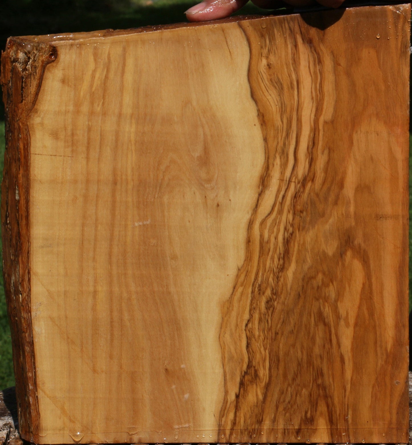 Figured Italian Olive Live Edge Lumber