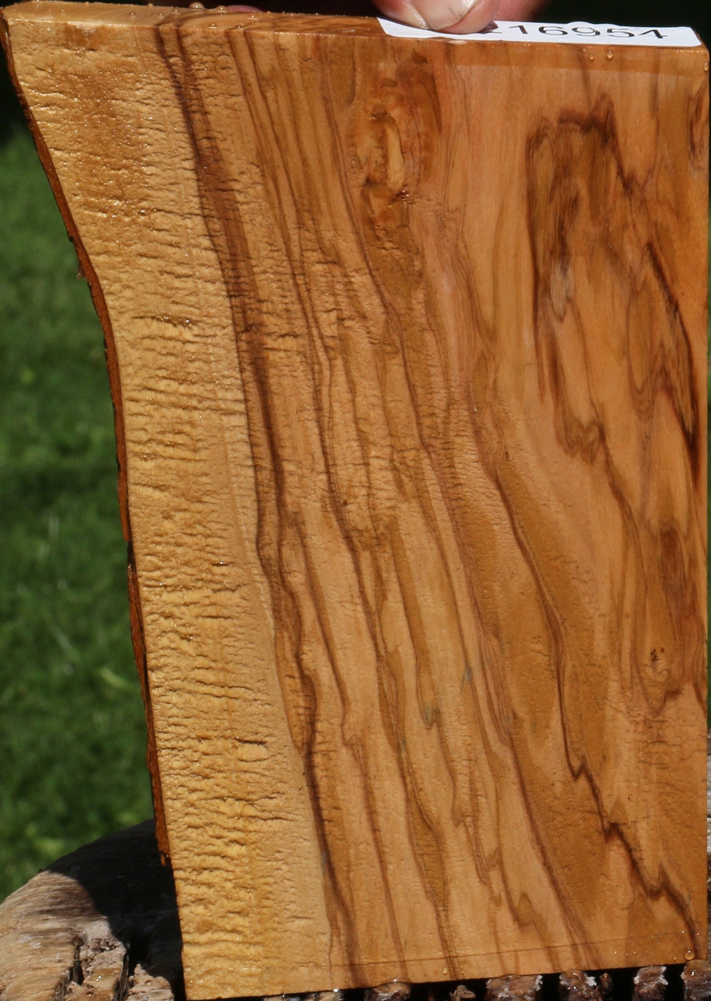 Figured Italian Olive Live Edge Lumber