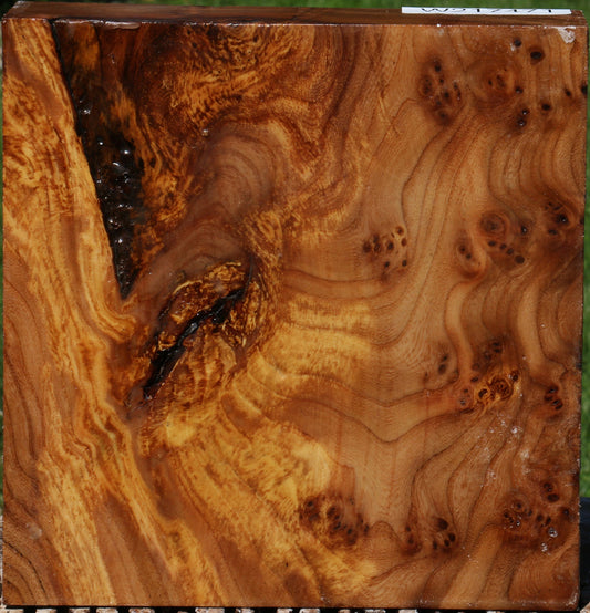 Elm Burl Bowl Blank