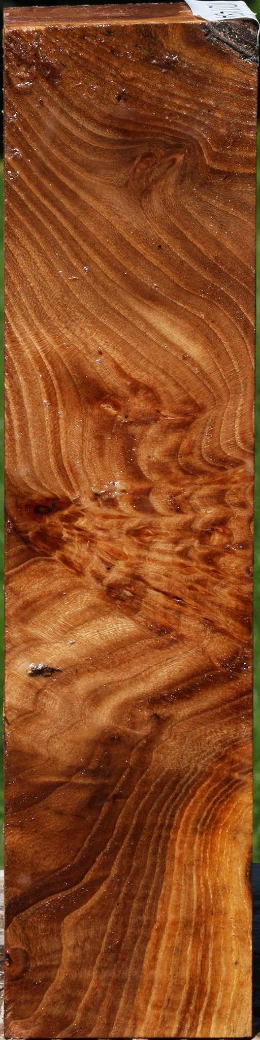 Extra Fancy Elm Burl Turning Square