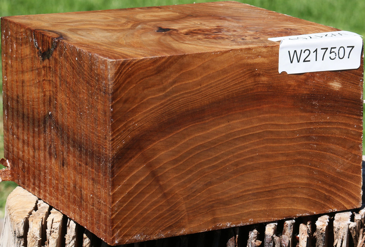 Extra Fancy Elm Burl Bowl Blank