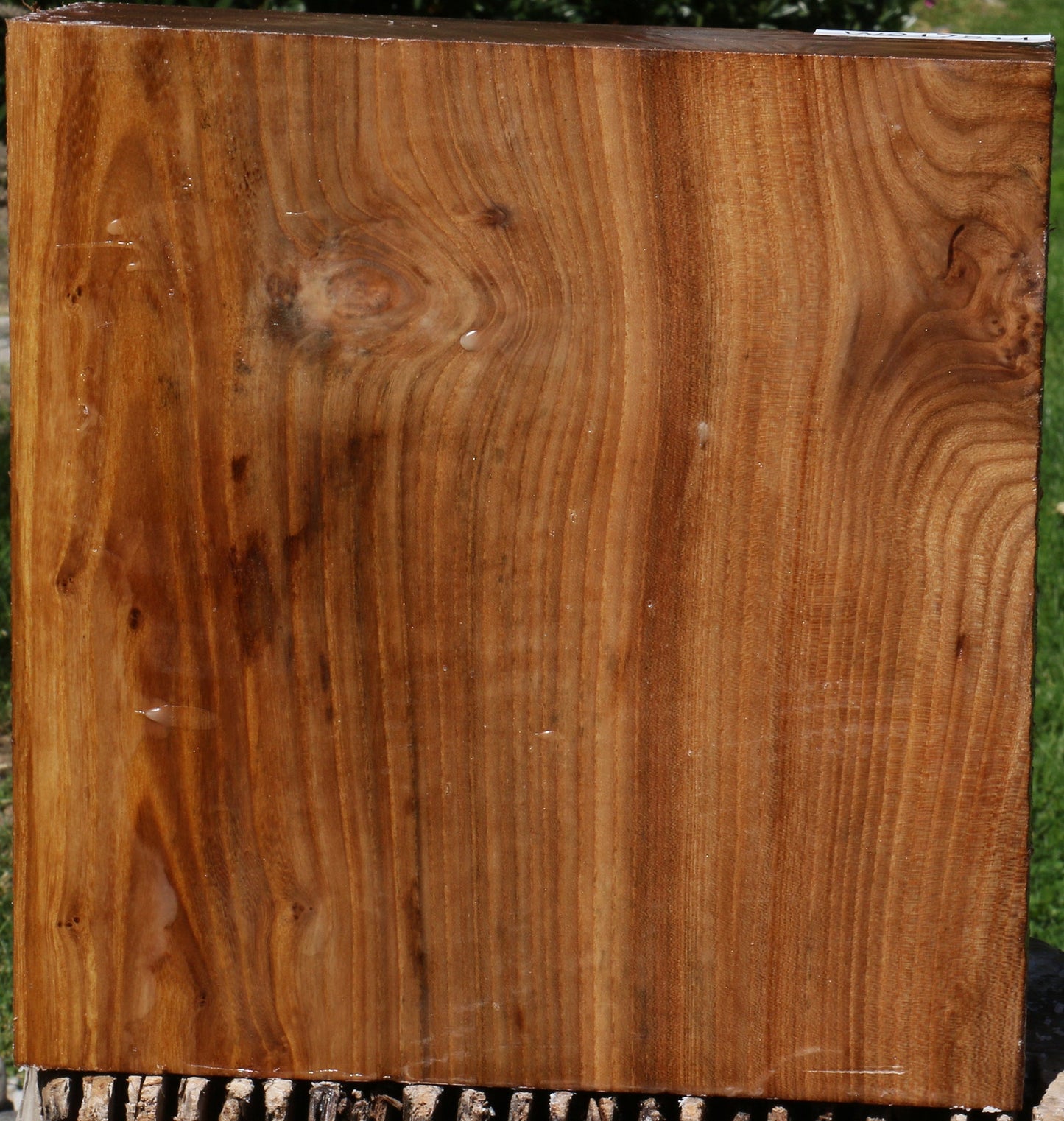 Extra Fancy Elm Burl Bowl Blank