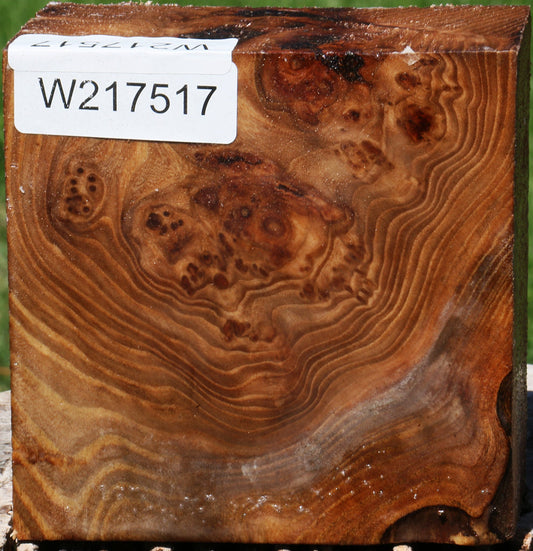 Elm Burl Bowl Blank