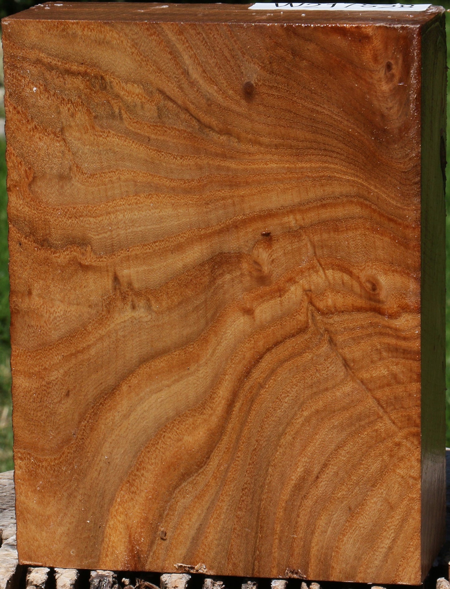 Extra Fancy Elm Turning Blank