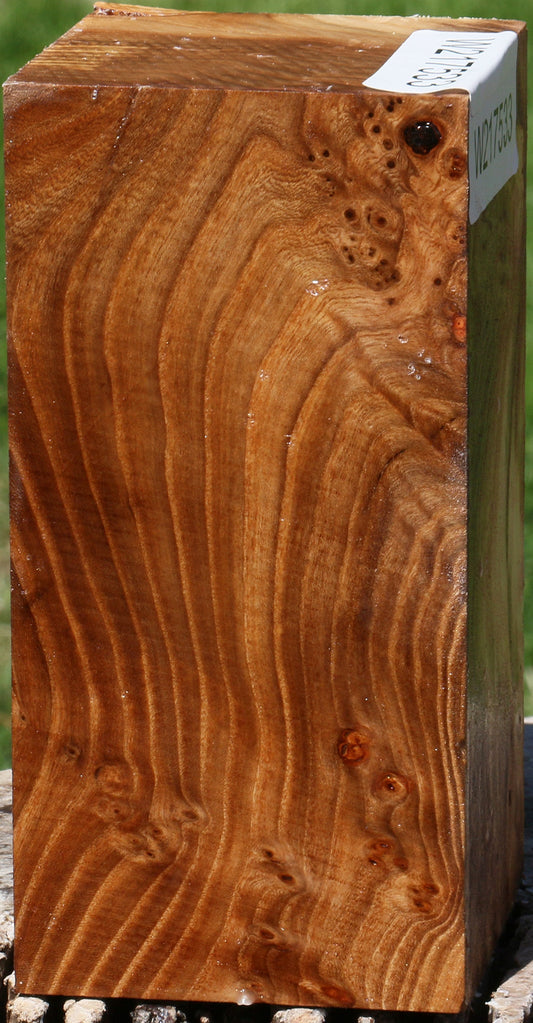 Extra Fancy Elm Burl Turning Square