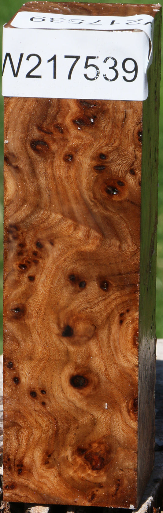 Extra Fancy Elm Burl Turning Square