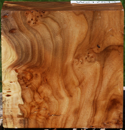 Elm Burl Bowl Blank