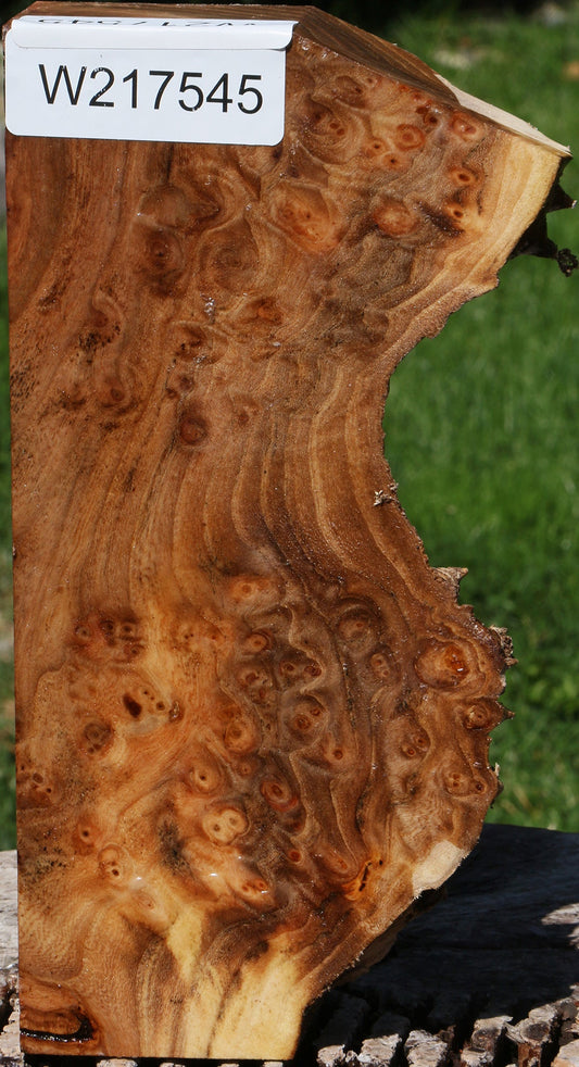 Elm Live Edge Turning Blank