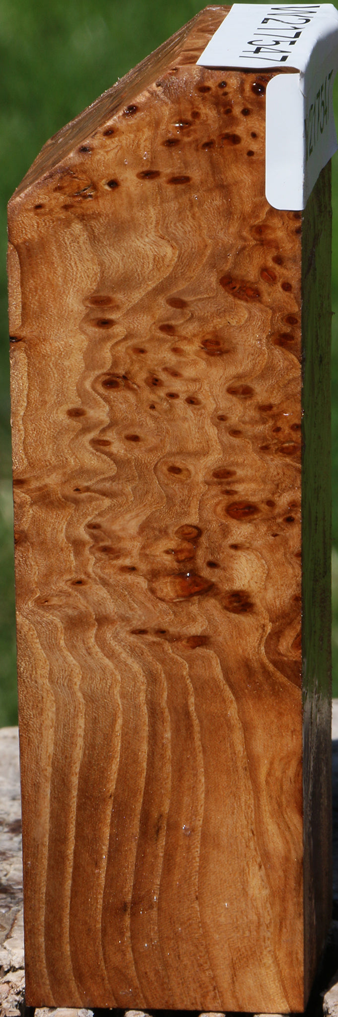 Extra Fancy Elm Burl Turning Blank