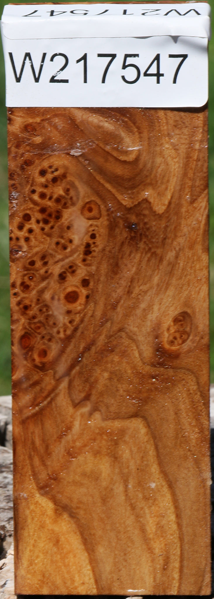 Extra Fancy Elm Burl Turning Blank