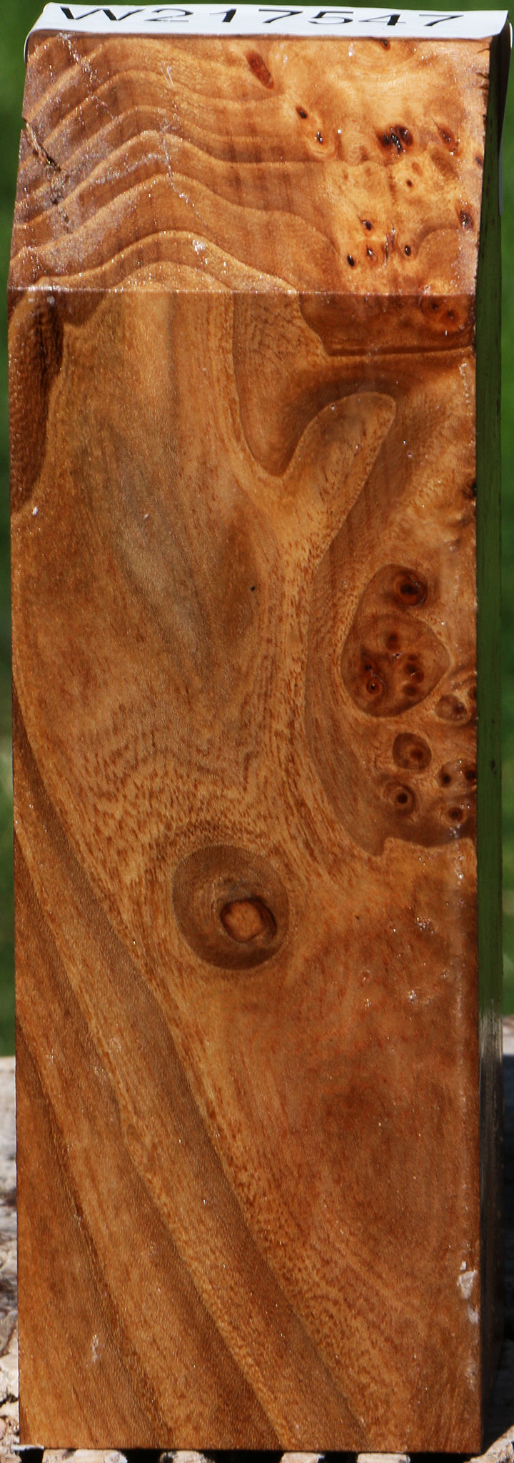 Extra Fancy Elm Burl Turning Blank