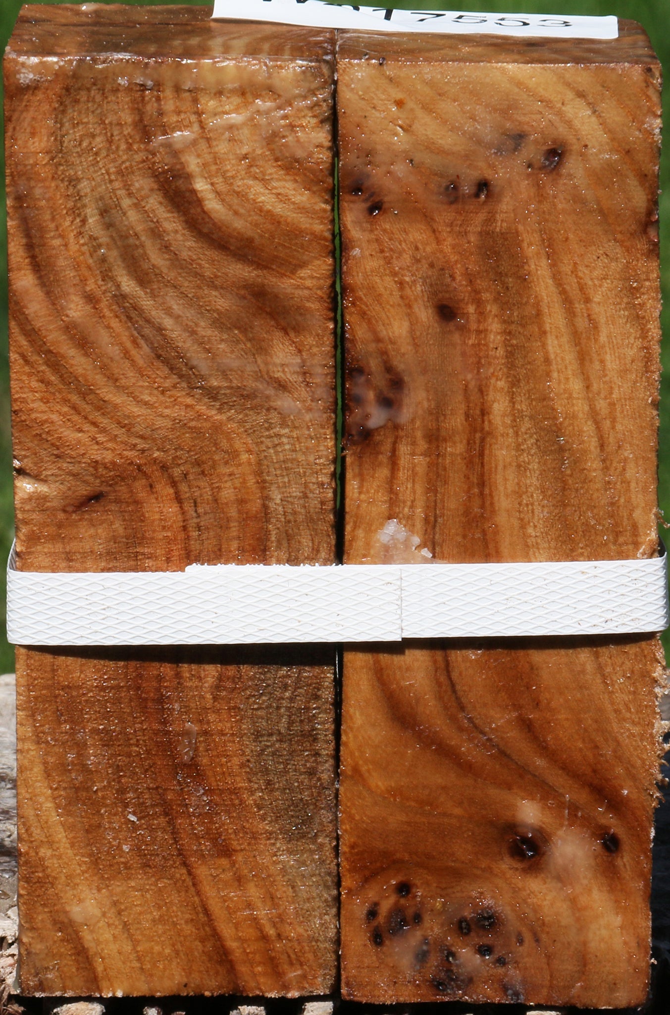 Elm Burl Turning Square 2 Pack