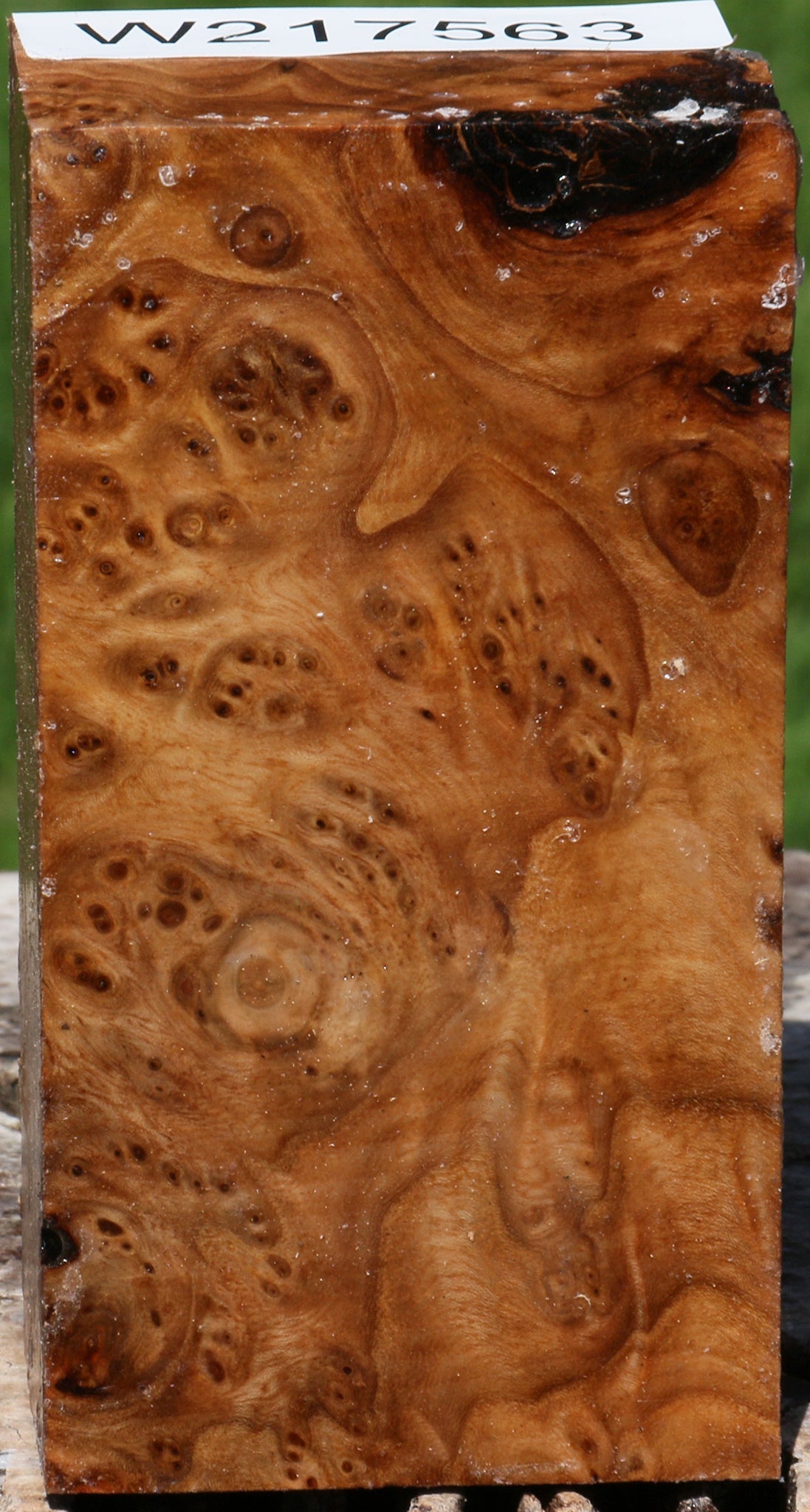 Elm Burl Turning Blank