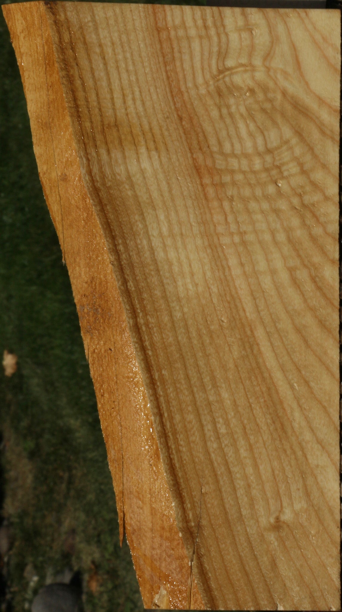 Extra Fancy Fiddleback French Ash Live Edge Lumber