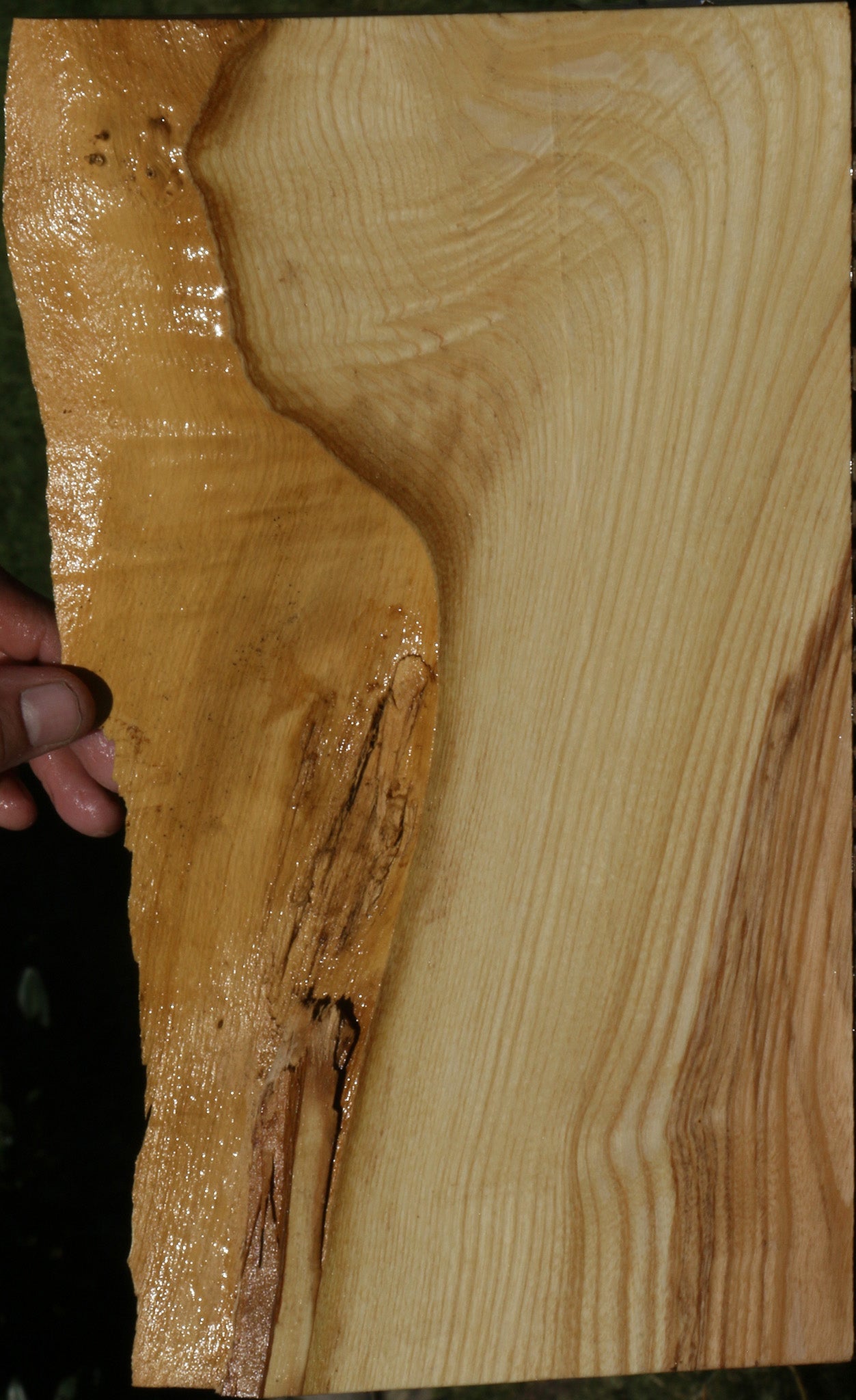 French Ash Live Edge Lumber