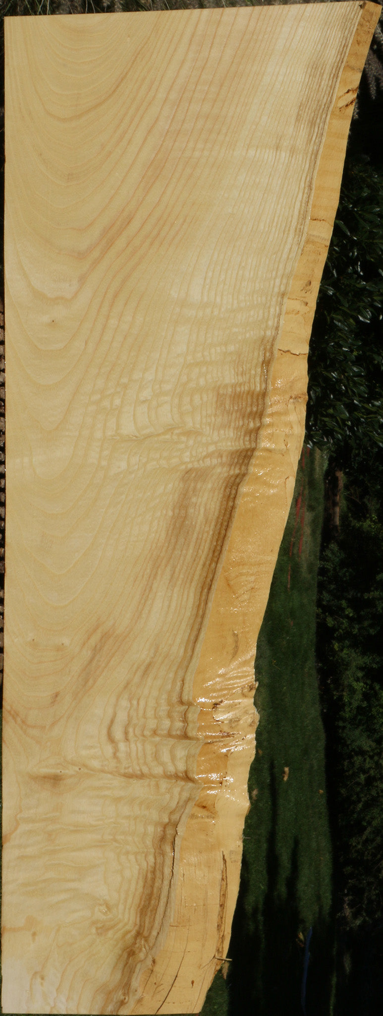 Extra Fancy Fiddleback French Ash Live Edge Lumber